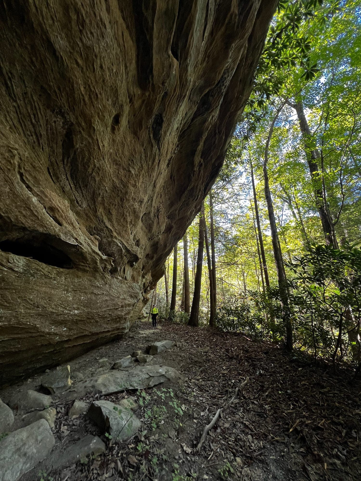 A vast sandstone overhang towering over the forest floor.