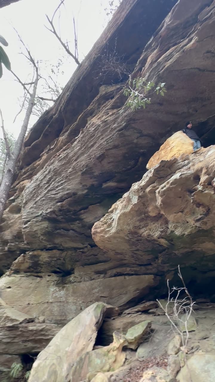 Looking up through the winter canopy in the Red River Gorge.