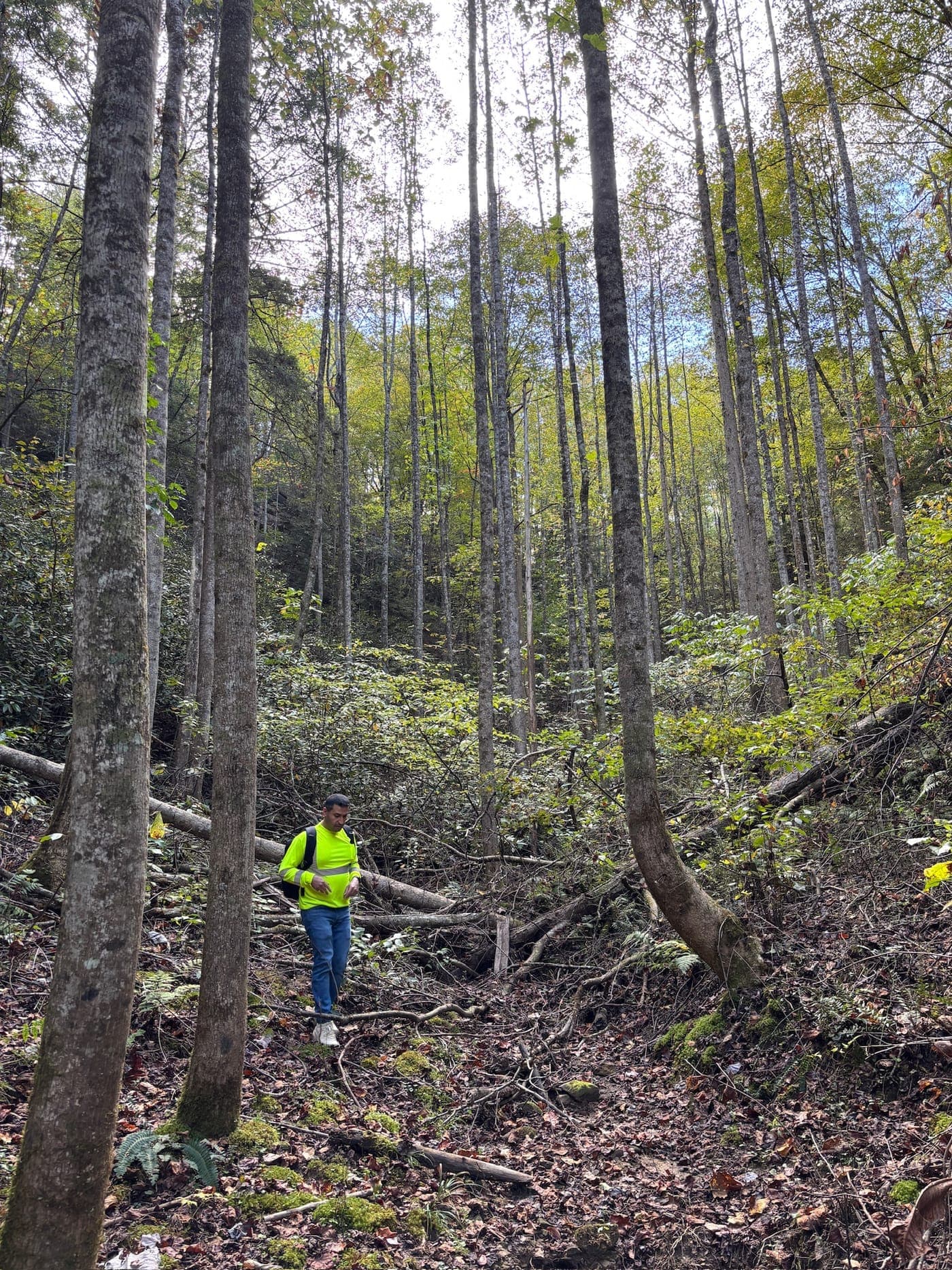 Tall hardwood trunks on the slope where the treehouses will be built